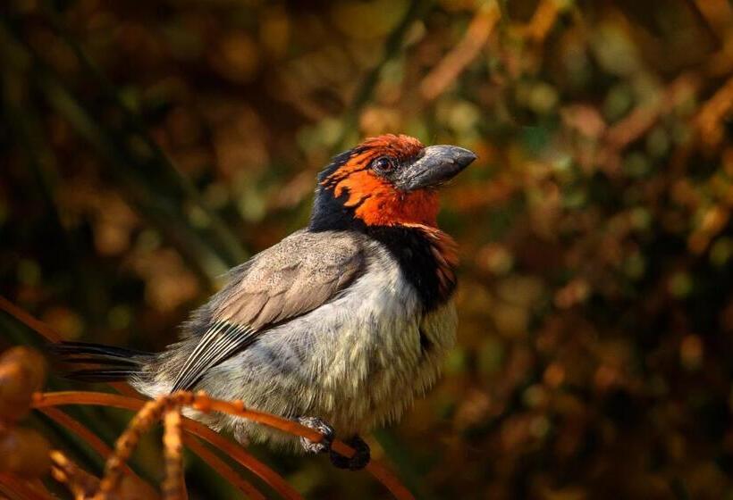 住宿加早餐 Aquanzi Lodge