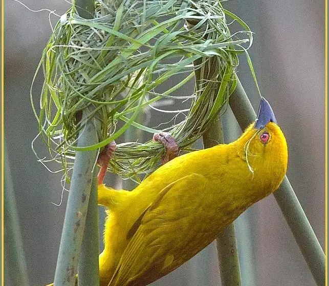 צימר Aquanzi Lodge