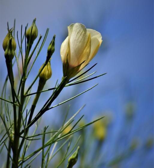 호텔 Ceduna Motor Inn