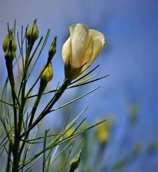 هتل Ceduna Motor Inn