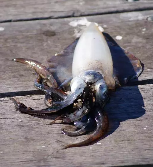 هتل Ceduna Motor Inn