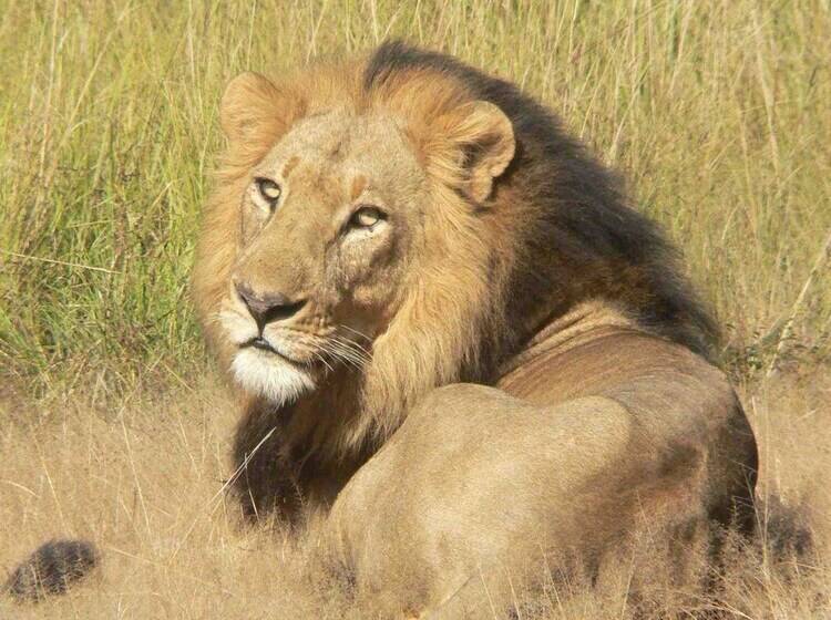 هتل Bongwe Kafue Camp