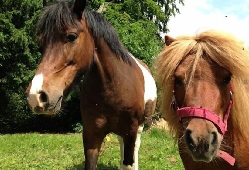 פנסיון Les Chambres Du Chateau De Grèges