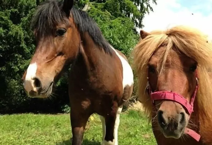 پانسیون Les Chambres Du Chateau De Grèges
