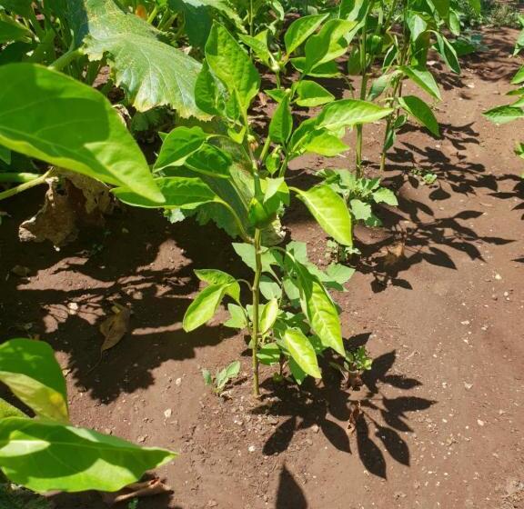 פנסיון Guest House Il Piccolo Borgo