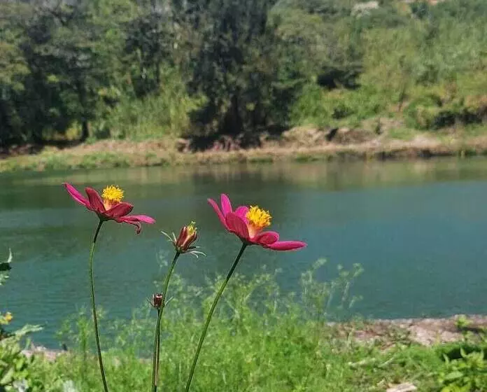 בית מלון כפרי Montana Monteverde