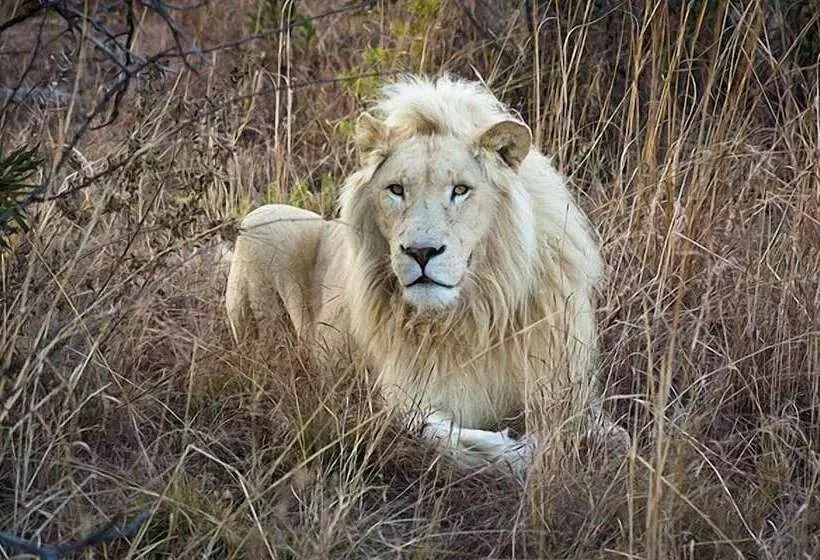 酒店 Thandeka Game Lodge & Spa