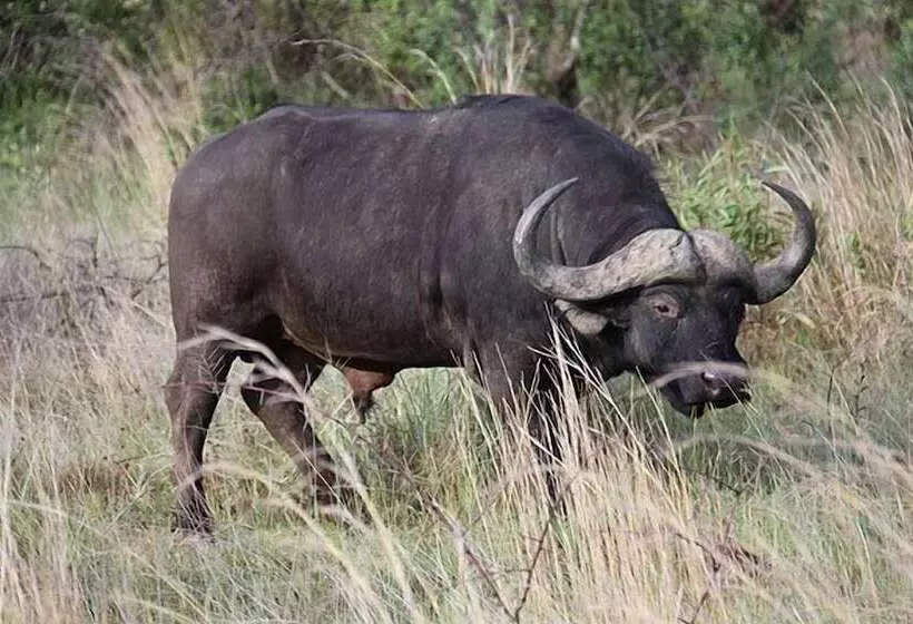 酒店 Thandeka Game Lodge & Spa