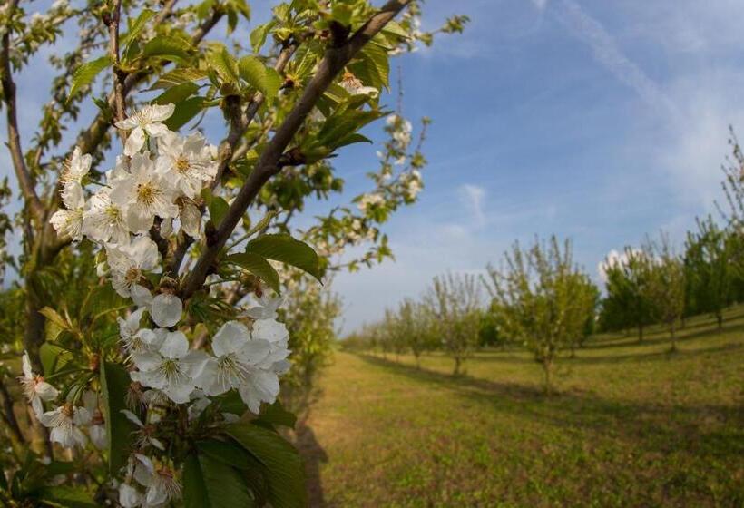 Tenuta Terre Dei Latini