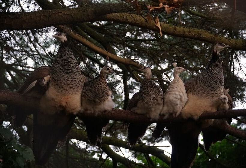 Hotel Hazlewood Castle & Spa