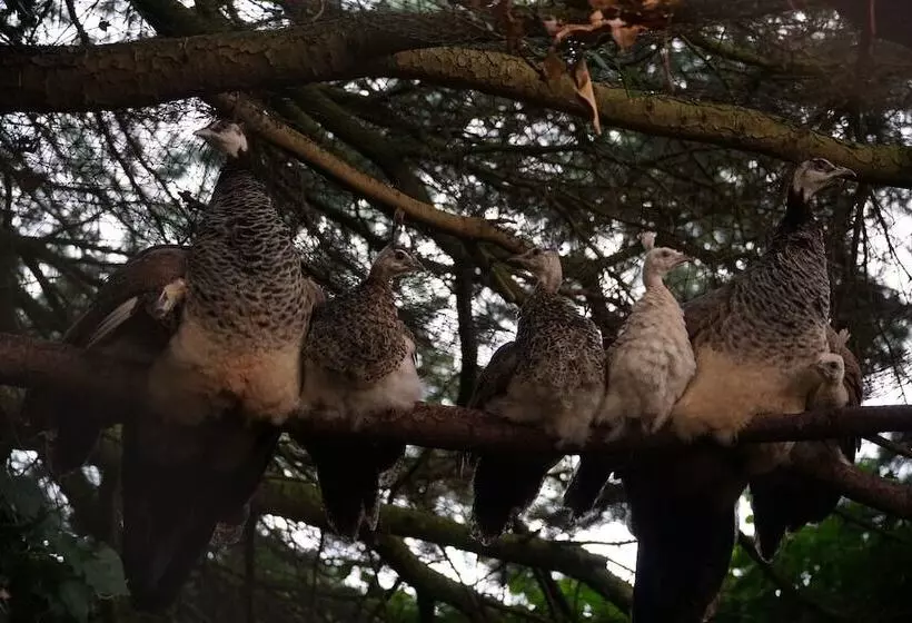 Отель Hazlewood Castle & Spa