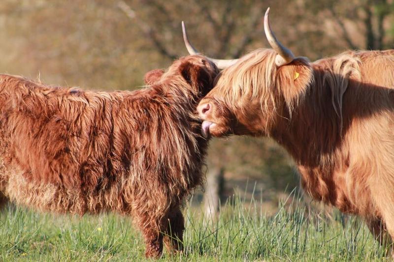 צימר Tirindrish House