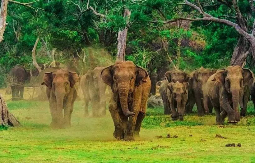 فندق Elephant Rest Udawalawa