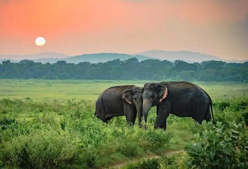 فندق Elephant Rest Udawalawa