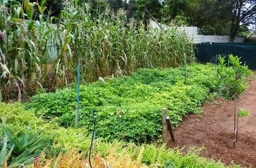 פנסיון Blackheath Manor Guest House