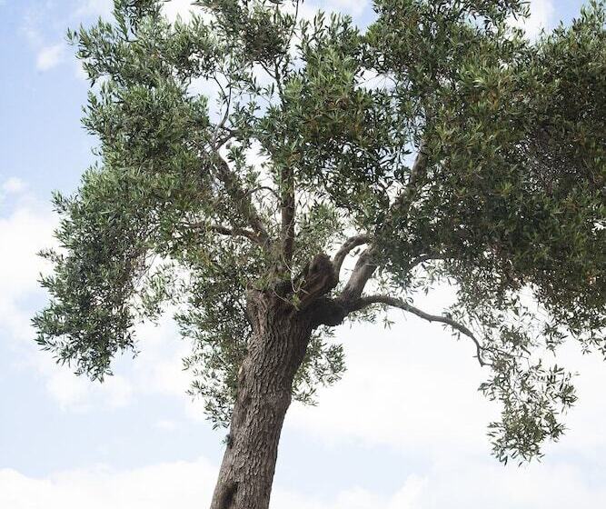 فندق Ayia Marina Suites