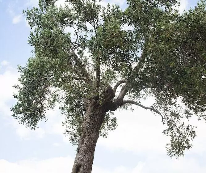 ホテル Ayia Marina Suites