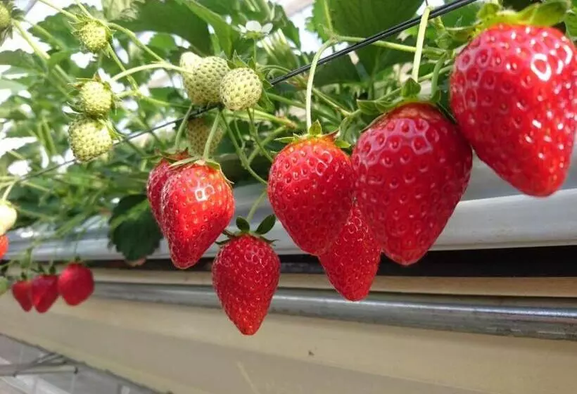 هتل Oyado Ichifuji