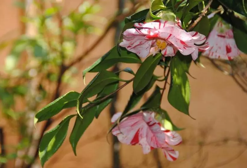 هتل Oyado Ichifuji