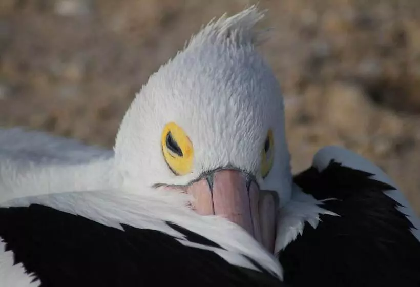 هتل Pelican S Nest