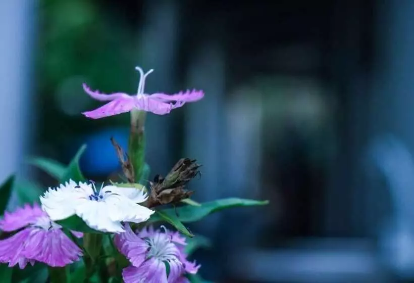 ペンション White Guest