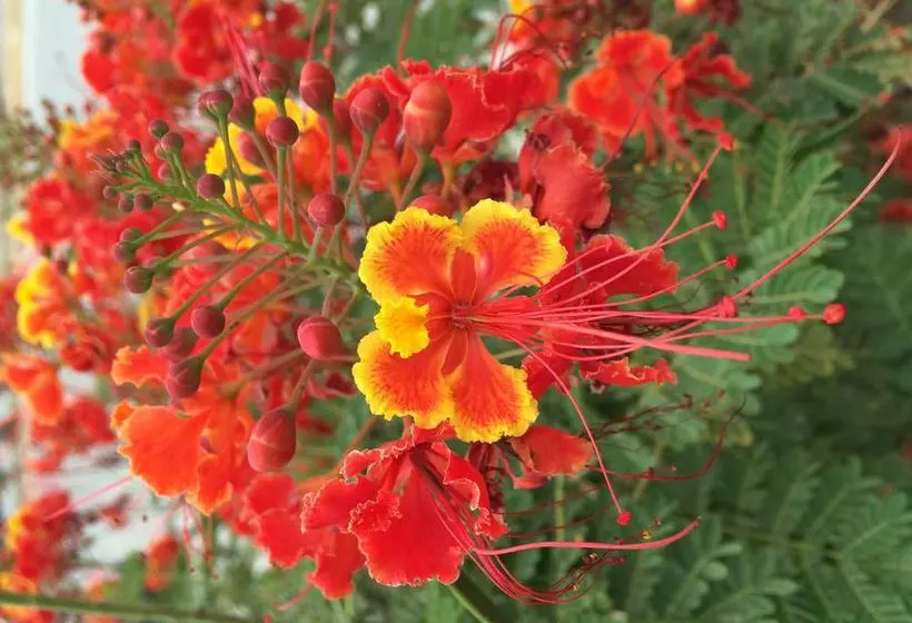 Szálloda Plaza Loreto Centro Historico
