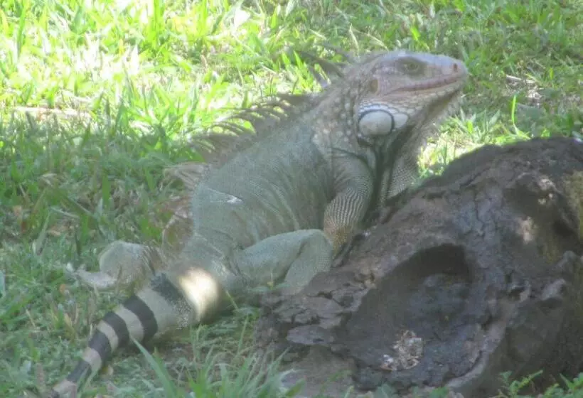 فندق Spirit Of Jungle Lodge