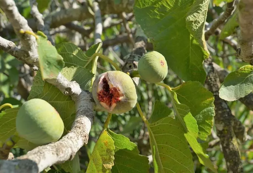 膳宿费 Swellendam Country Lodge Guest House B&b