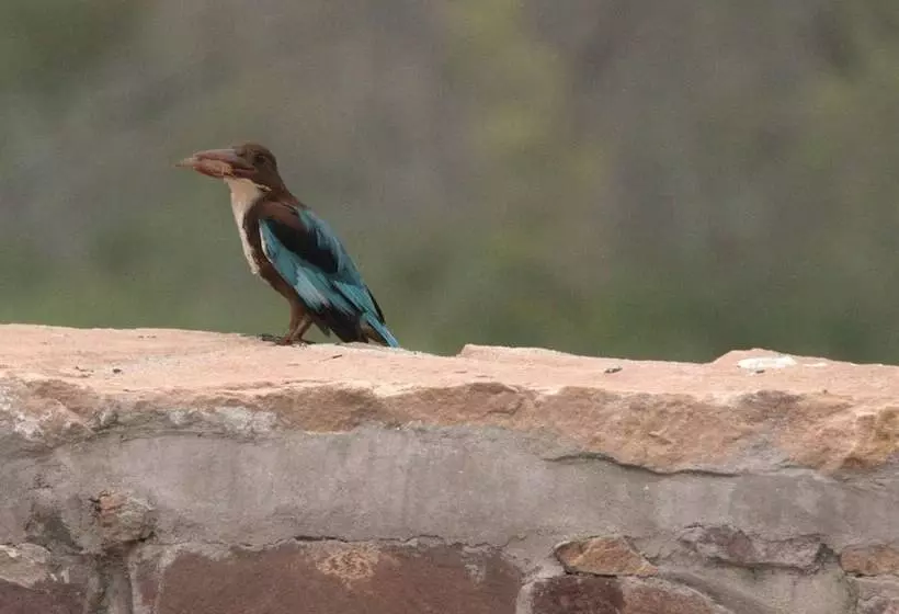 旅馆 Chhotaram Prajapat Homestay