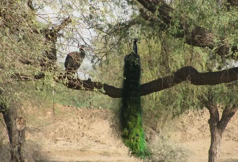 旅馆 Chhotaram Prajapat Homestay