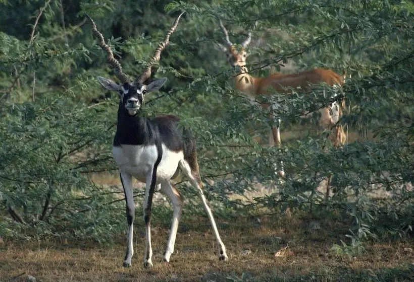 旅馆 Chhotaram Prajapat Homestay