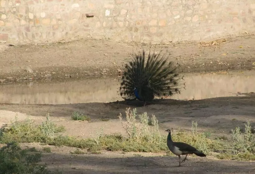 旅馆 Chhotaram Prajapat Homestay