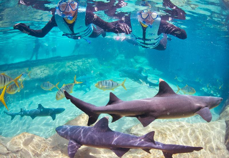 Hotel Staybridge Suites Orlando At Seaworld, An Ihg