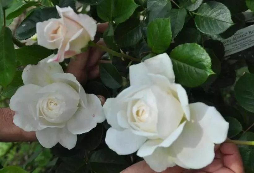 Acquachiara Iseo Deluxe Bed & Breakfast Iseo Center With Garden And Parking Inside