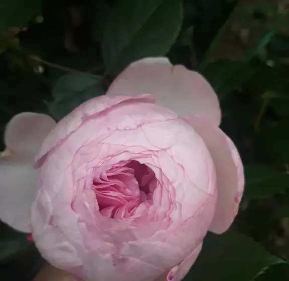 Acquachiara Iseo Deluxe Bed & Breakfast Iseo Center With Garden And Parking Inside