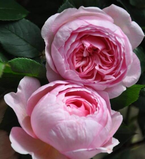 Acquachiara Iseo Deluxe Bed & Breakfast Iseo Center With Garden And Parking Inside