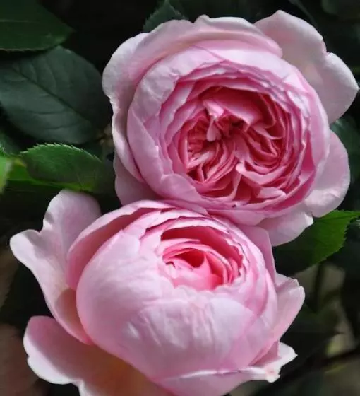 Acquachiara Iseo Deluxe Bed & Breakfast Iseo Center With Garden And Parking Inside