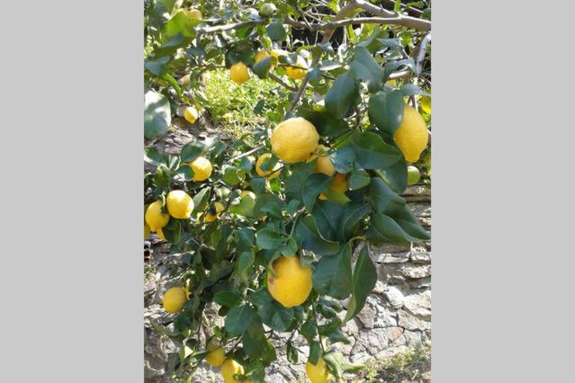 بنسيون Affittacamere Antonella