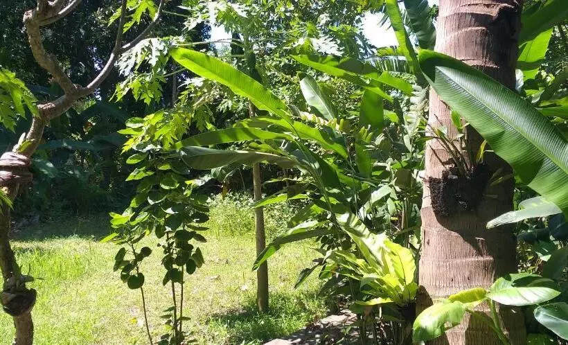 ペンション Amed View Guesthouse