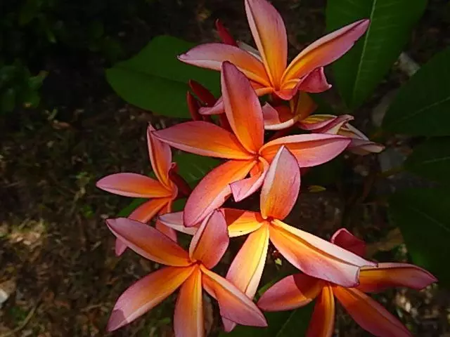 מוטל Reefcomber Sunset Beach