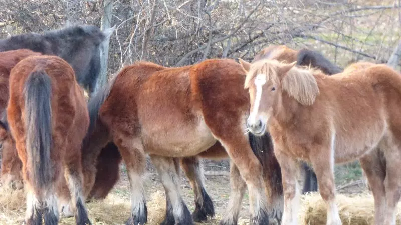 پانسیون La Posada De Pedrazales