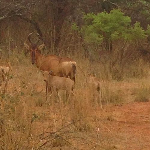 فندق Buyskop Lodge
