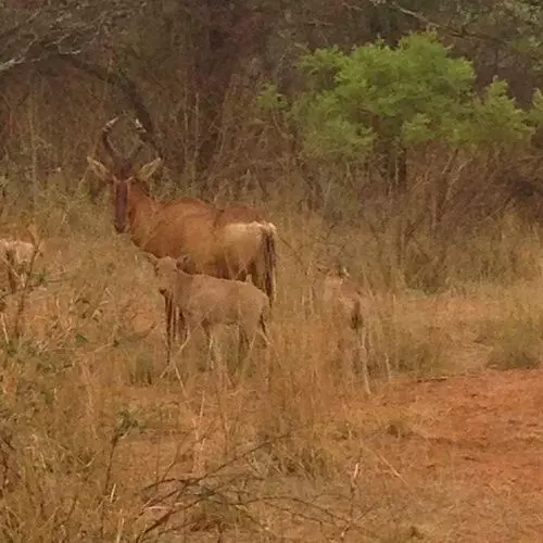 ホテル Buyskop Lodge