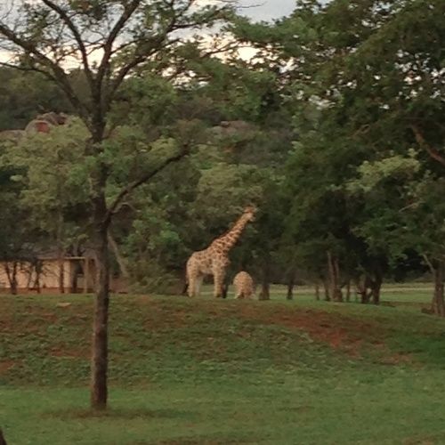 فندق Buyskop Lodge