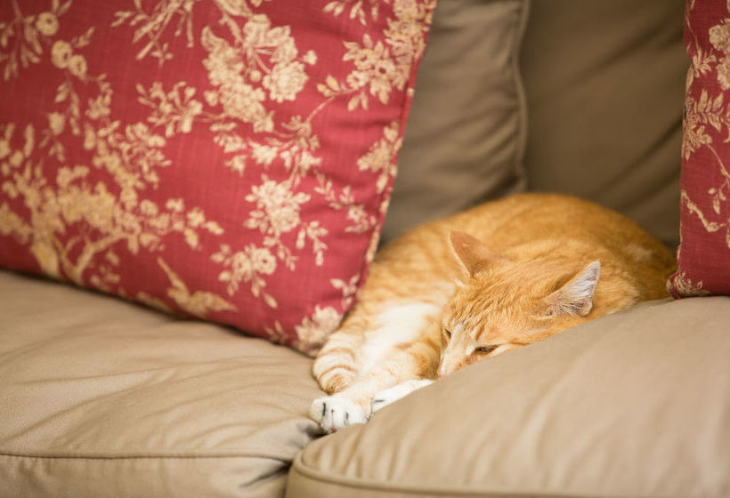 펜션 La Vieille Ferme