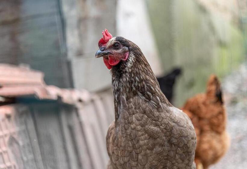 צימר Chambres D Hotes Ysalice