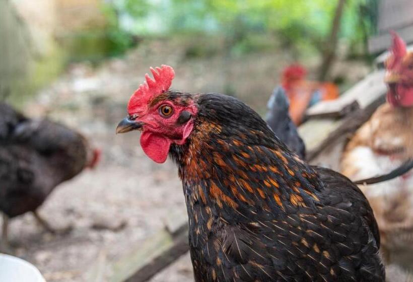 צימר Chambres D Hotes Ysalice