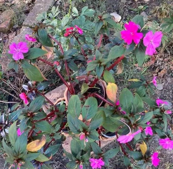 Majatalo , La Maison Concordia