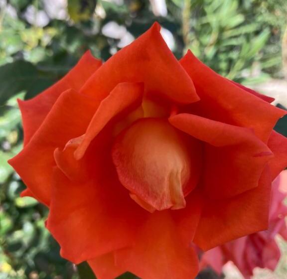 פנסיון , La Maison Concordia