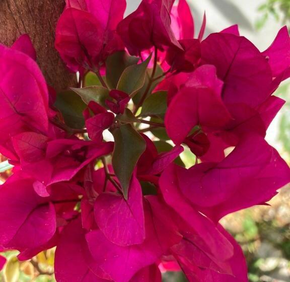 פנסיון , La Maison Concordia